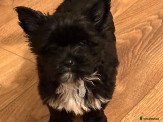 Yorkshire Terrier dogs Yorkshire terrier Black Biewer Ready To Leave ❣️❣️ - Advert 6