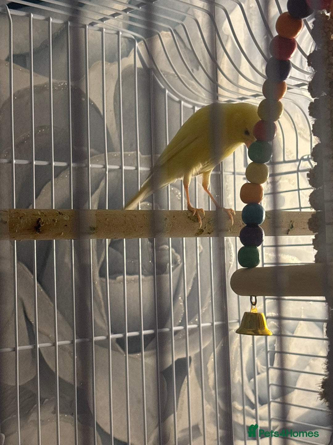 Canaries birds for sale: Female canarie  - Advert 4