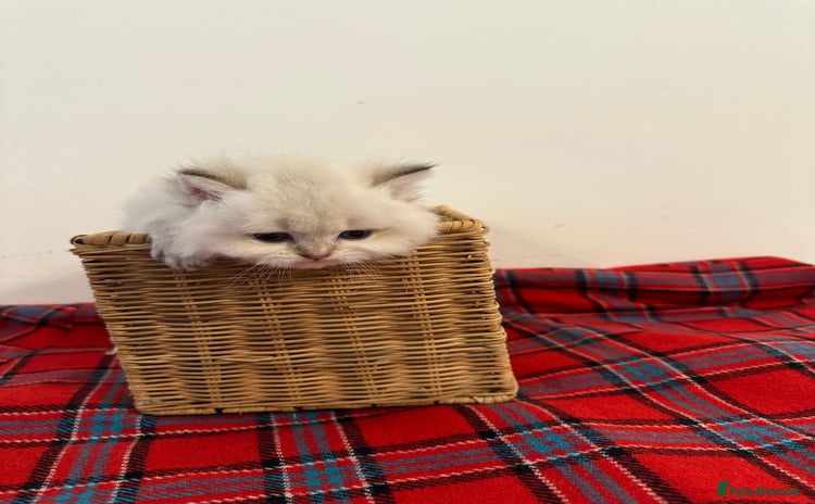 British Longhair cats - Advert 10