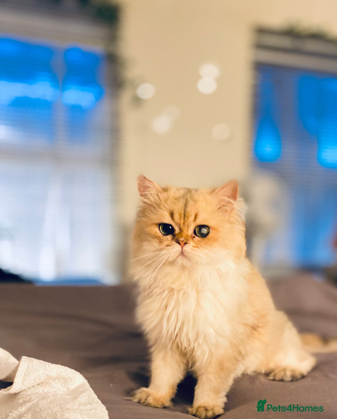 British Longhair cats for stud: 🐾🐾🐱Pretty boy looking for a girl 🐱🐾🐾 in Luton - Image 3