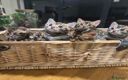 Bengal cats for sale: Beautiful bengal kittens - Image 6