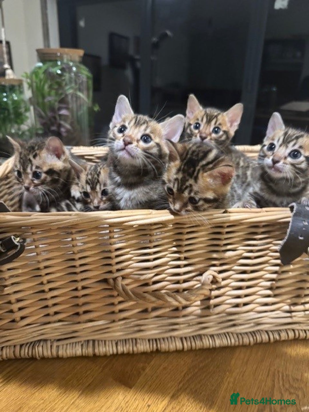Bengal cats for sale: Beautiful bengal kittens - Image 6