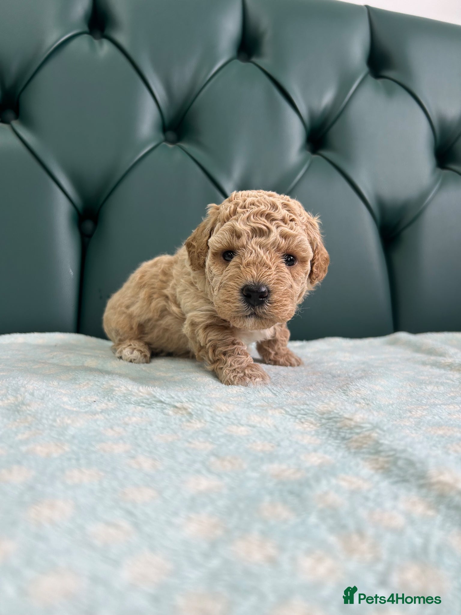 Poochon dogs 5⭐️ Licensed. Health tested Poochons - Advert 1