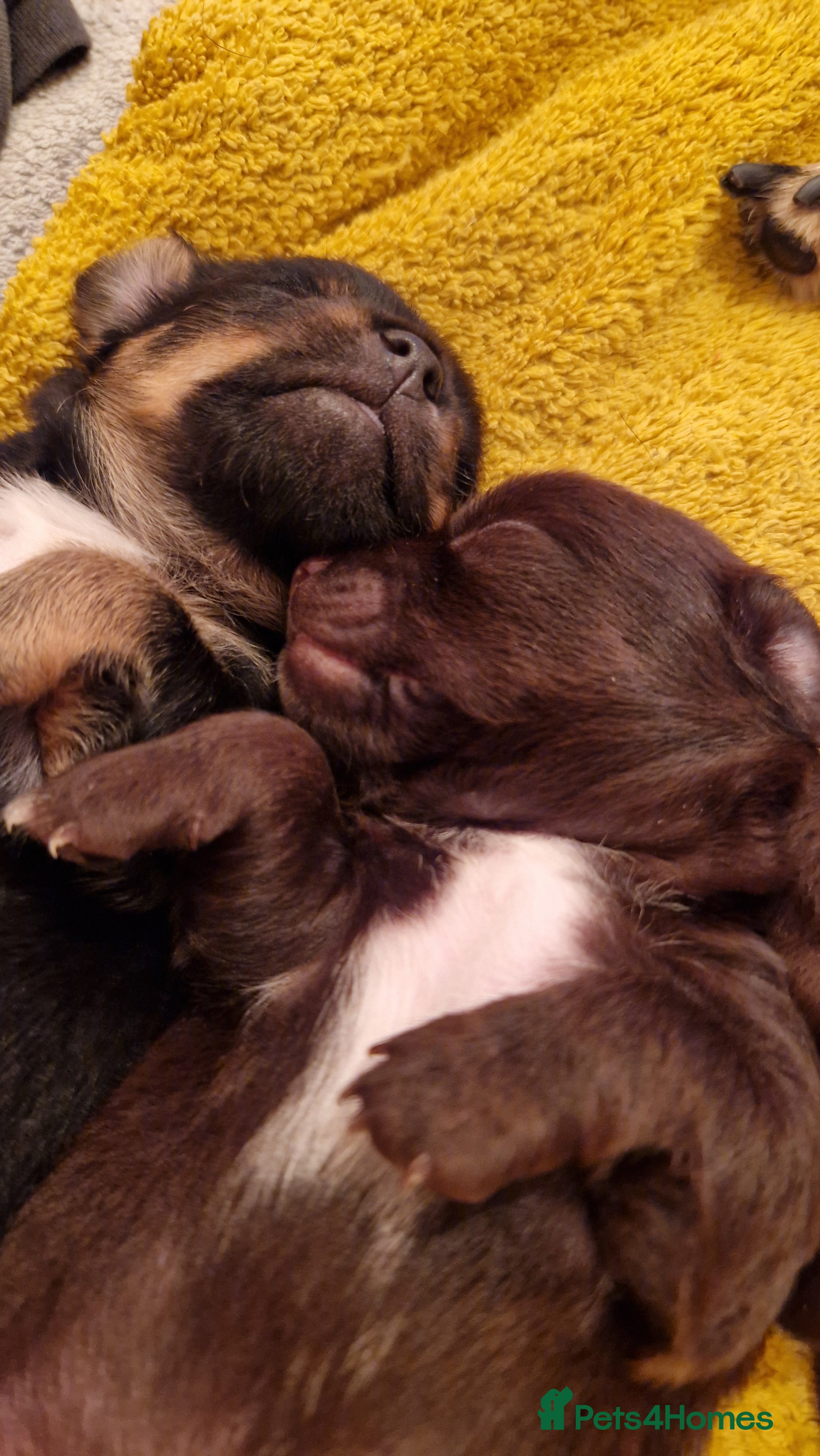 Jack Chi dogs JACK CHI PUPPIES  - Advert 4