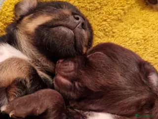 Jack Chi dogs JACK CHI PUPPIES - Advert 4