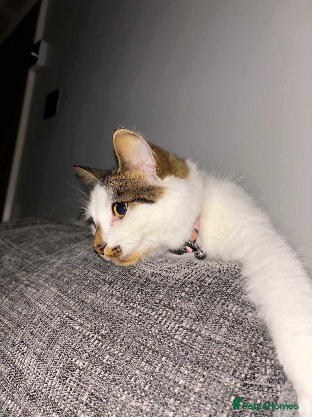 British Longhair cats for sale: Coco  - Advert 2