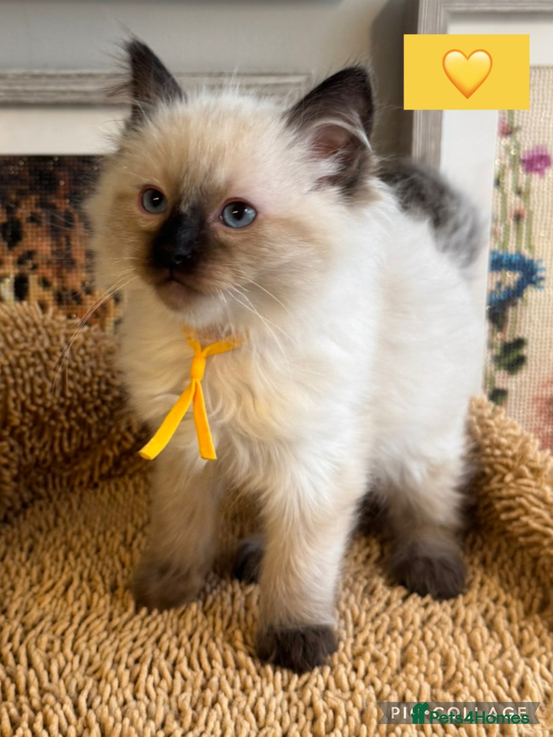 Ragdoll cats for sale: 👑 GCCF REGISTERED CHAMPION RAGDOLL KITTENS 👑 - Advert 5
