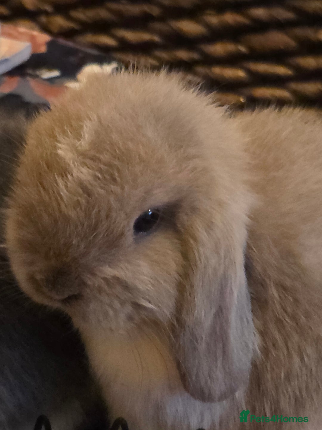 Mini Lop rabbits for sale: Minilop doe - Image 4