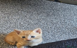 British Shorthair cats for sale: Male and female kittens for sale  - Image 5