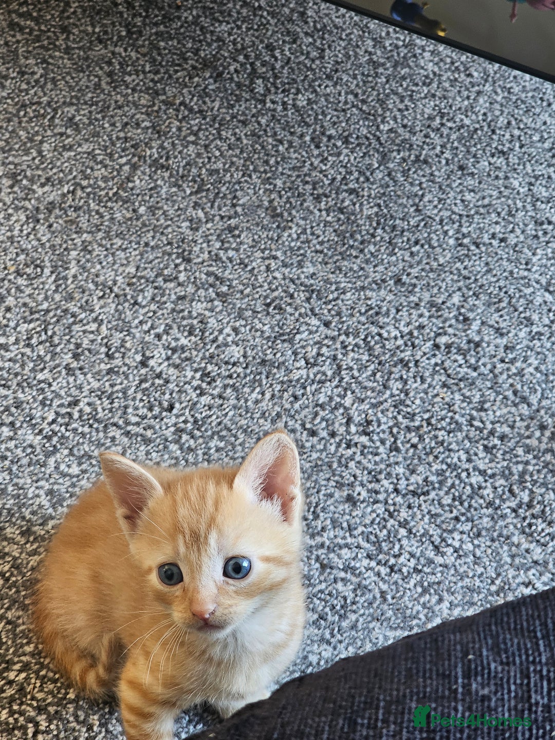 British Shorthair cats for sale: Male and female kittens for sale  - Image 5