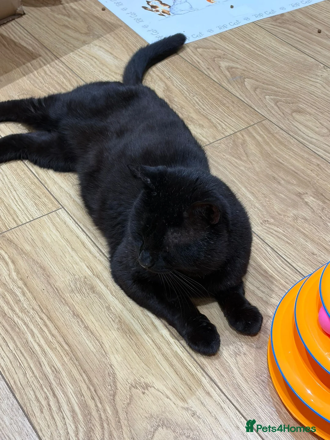 Domestic Shorthair cats for adoption: Simon, indoor home with large catio or cat garden in Reading - Advert 3