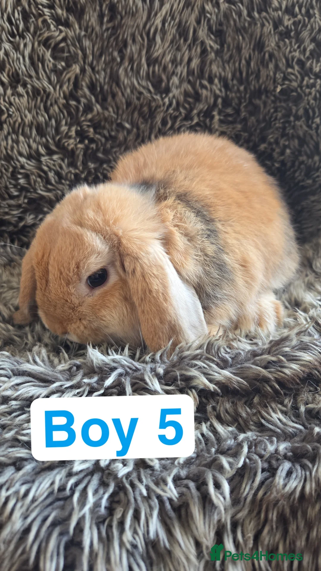 Mini Lop rabbits for sale: Baby Mini Lops  - Advert 6