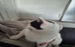 Selkirk Rex cats for sale: Tica reg  pedigree selkirk rex kittens ready now  - Advert 34