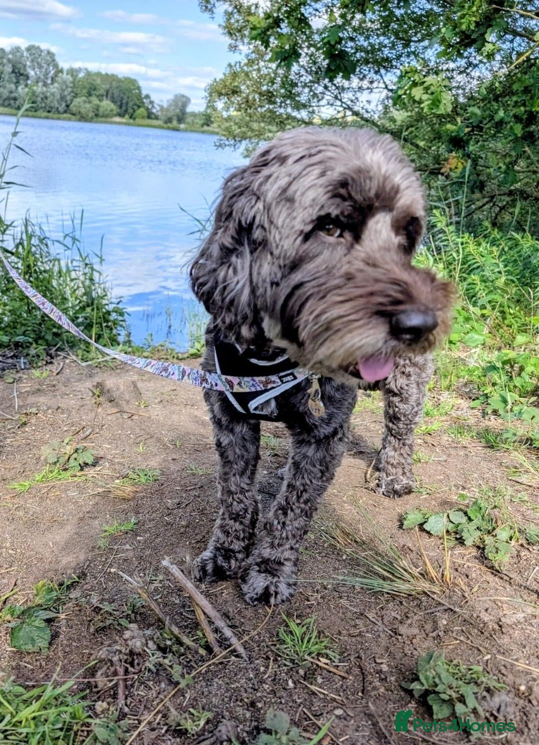 Cockapoo dogs Beautiful Loving Family Cockapoo aged 7 - Advert 1