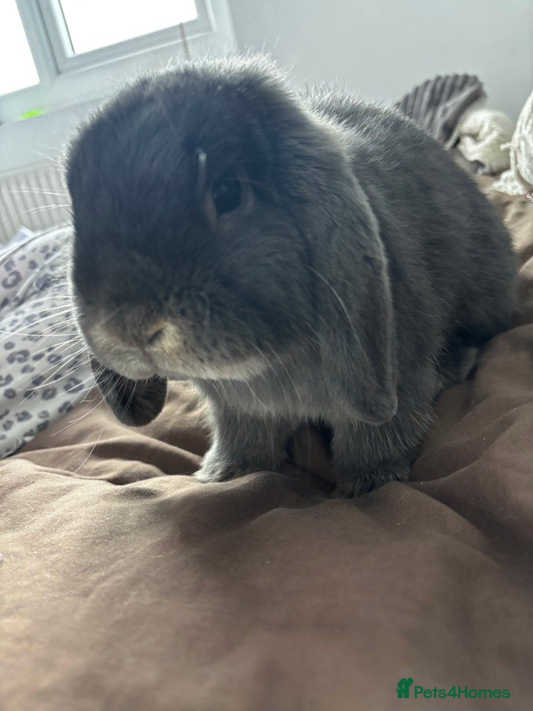 Mini Lop rabbits for sale: Mini loop  - Advert 2