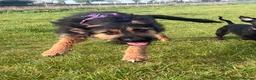 Mixed Breed dogs for adoption: Special boy Sparkle looking for love - Advert 3