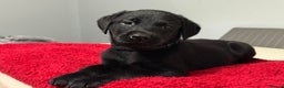 Labrador Retriever dogs for sale: LAST 3 LABRADOR PUPPIES AVAILABLE — READY NOW! - Advert 8