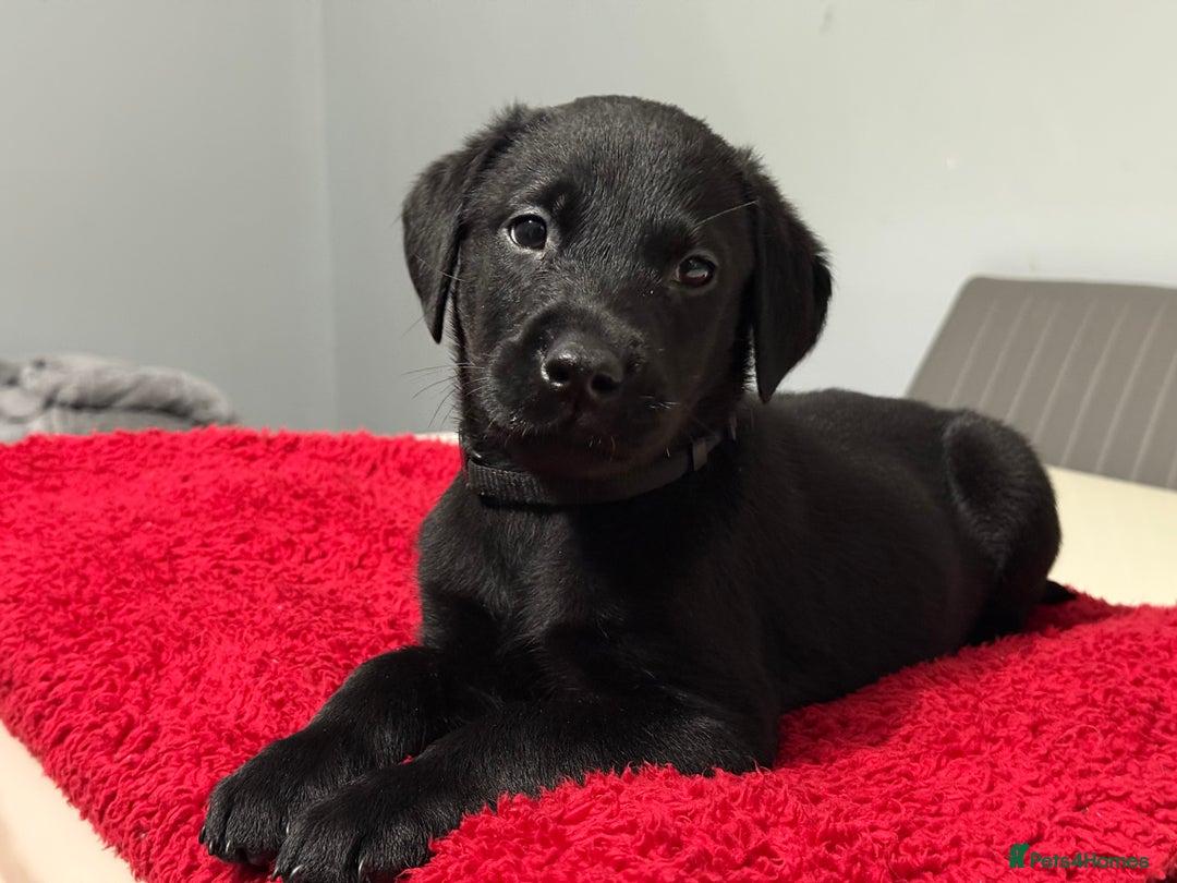 Labrador Retriever dogs for sale: LAST 3 LABRADOR PUPPIES AVAILABLE — READY NOW! - Advert 8