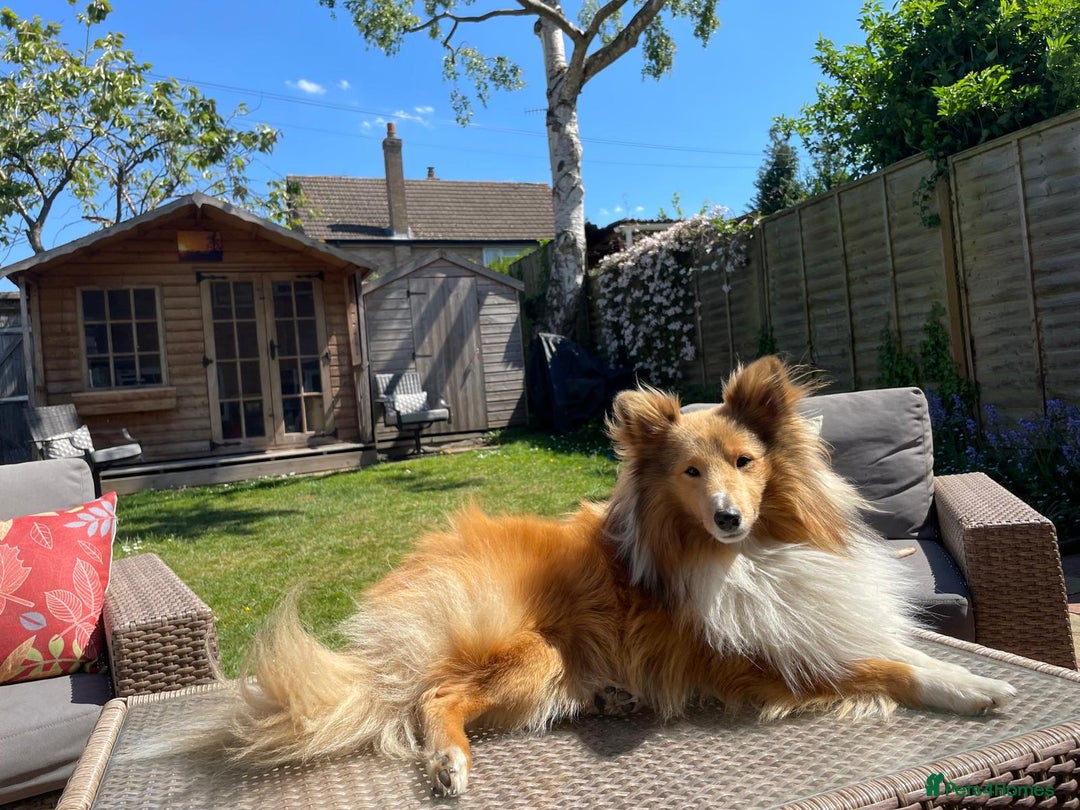 Shetland Sheepdog dogs for stud: Shetland Sheepdog for Stud - Image 3