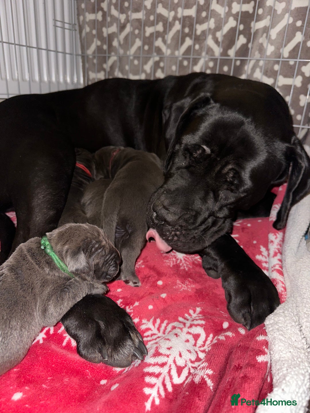 Cane Corso dogs for sale: Cane corso IKC/FCI  - Advert 1