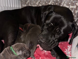 Cane Corso dogs Cane corso IKC/FCI - Advert 1