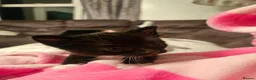 Mixed Breed cats for sale: Beautiful kittens ready now - Advert 3