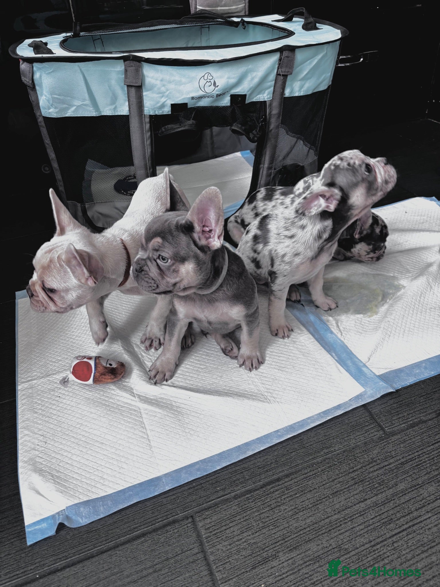 French Bulldog dogs French Bull Dog Puppies! - Advert 2