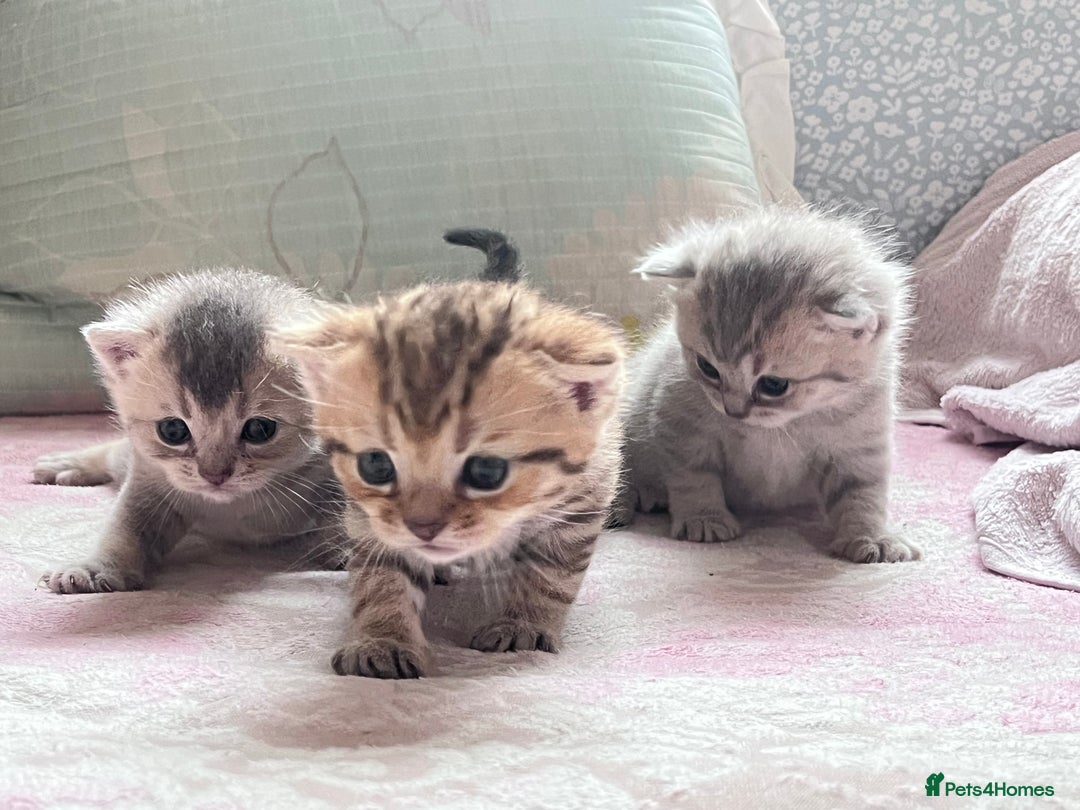 British Shorthair cats for sale: Scottish Straight/British Shorthair - Image 7