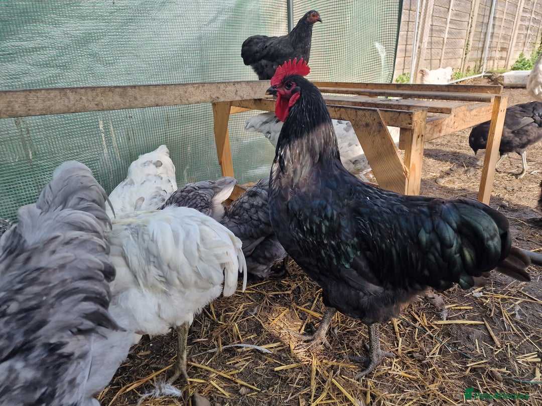 Chickens poultry for sale: Point of Lay hens Jersey Giants, Pekin & Olive egg - Image 15