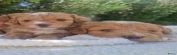 Poochon dogs for sale: Health tested beautiful poochons  - Advert 8