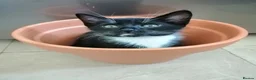 Mixed Breed cats for sale: Kittens  - Advert 8
