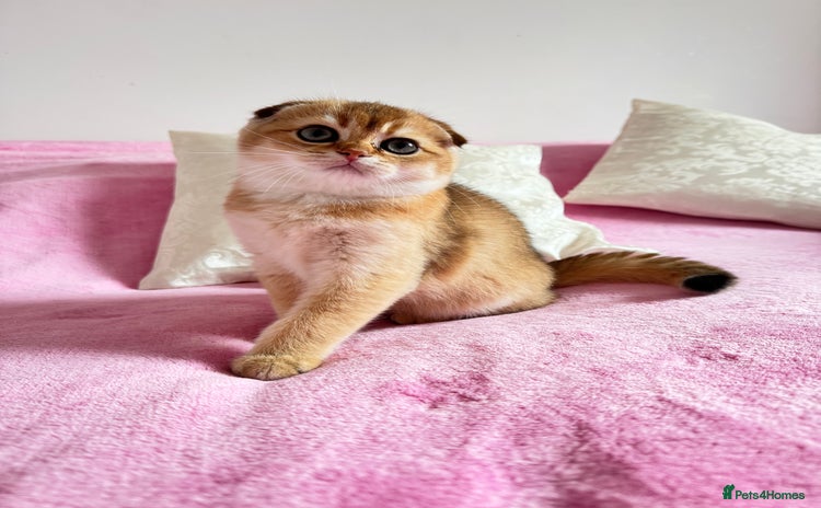 Scottish Fold cats - Advert 6