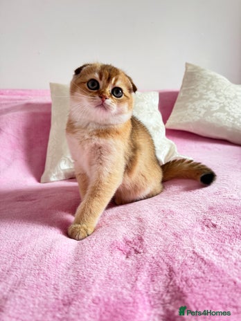 Scottish Fold cats - Advert 6