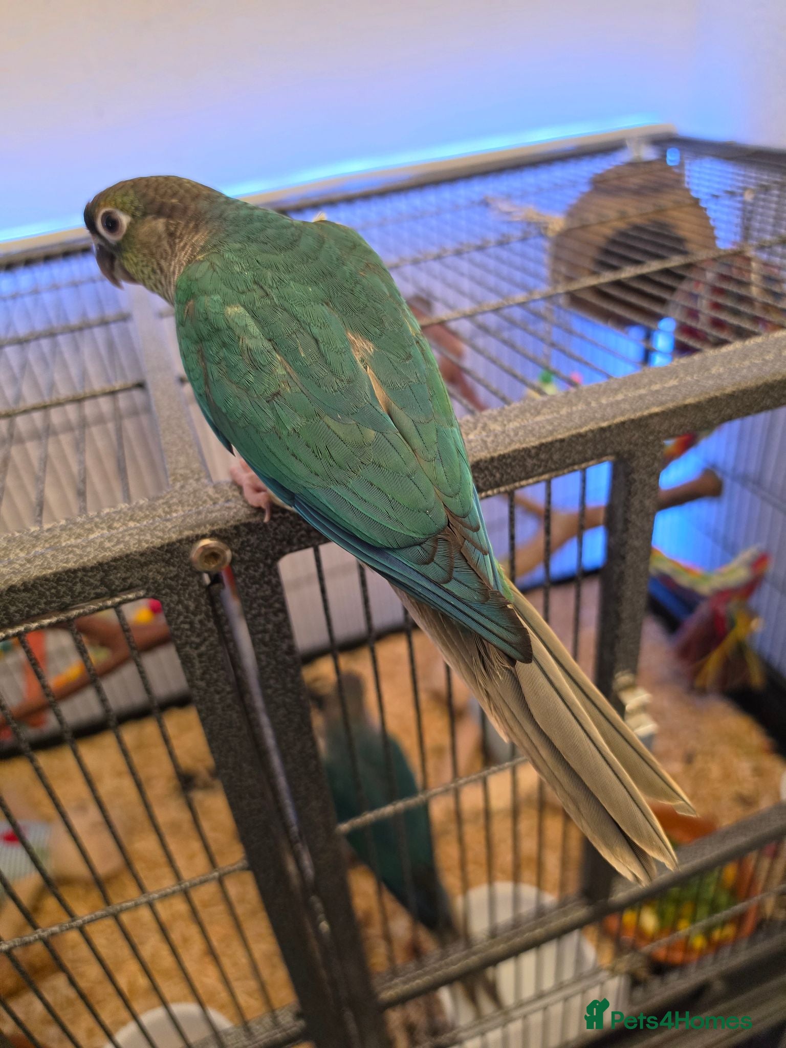 Conures birds Hand reared tame 1 left! - Advert 2