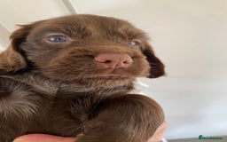 Cocker Spaniel dogs for sale: Cocker spaniel puppies for sale  - Image 5