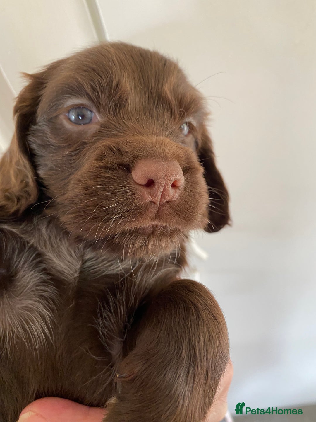 Cocker Spaniel dogs for sale: Cocker spaniel puppies for sale  - Image 5