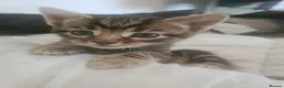 Mixed Breed cats for sale: 3 kittens  - Advert 8