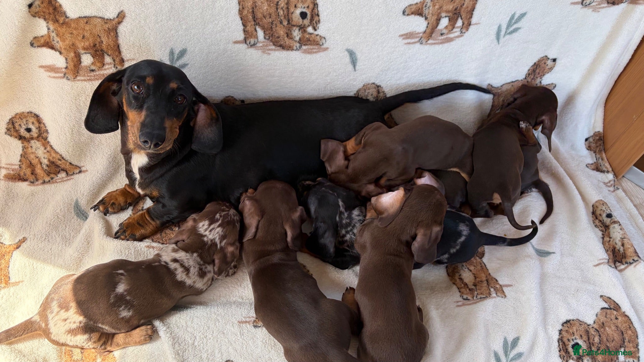 Dachshund dogs Dachshund puppies for sale  - Advert 10