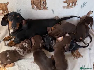 Dachshund dogs Dachshund puppies for sale - Advert 4