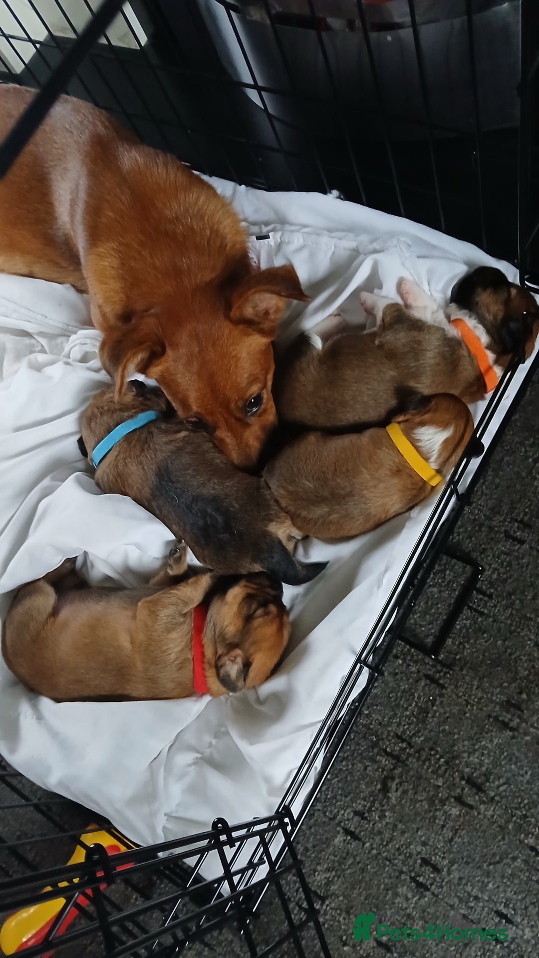 Mixed Breed dogs for sale: Patterpoo puppies - Advert 1