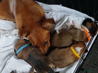 Mixed Breed dogs Patterpoo puppies - Advert 2