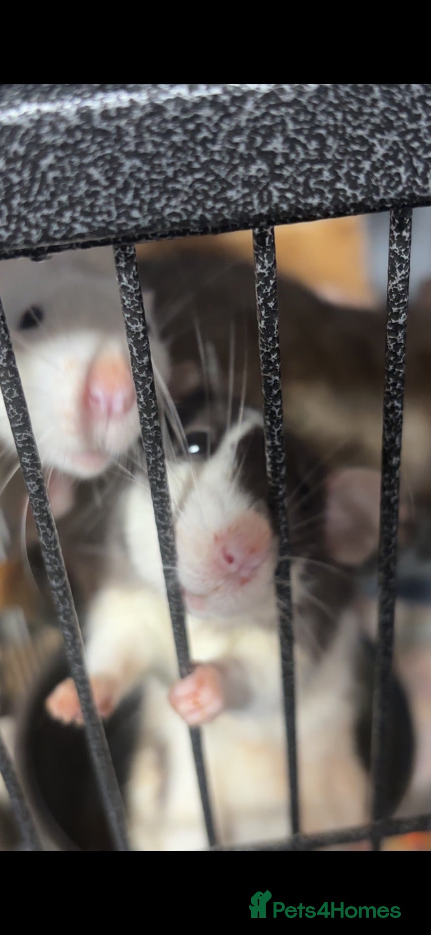 Rat rodents 3 male rats free to a good home - Advert 9
