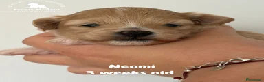 Neomi