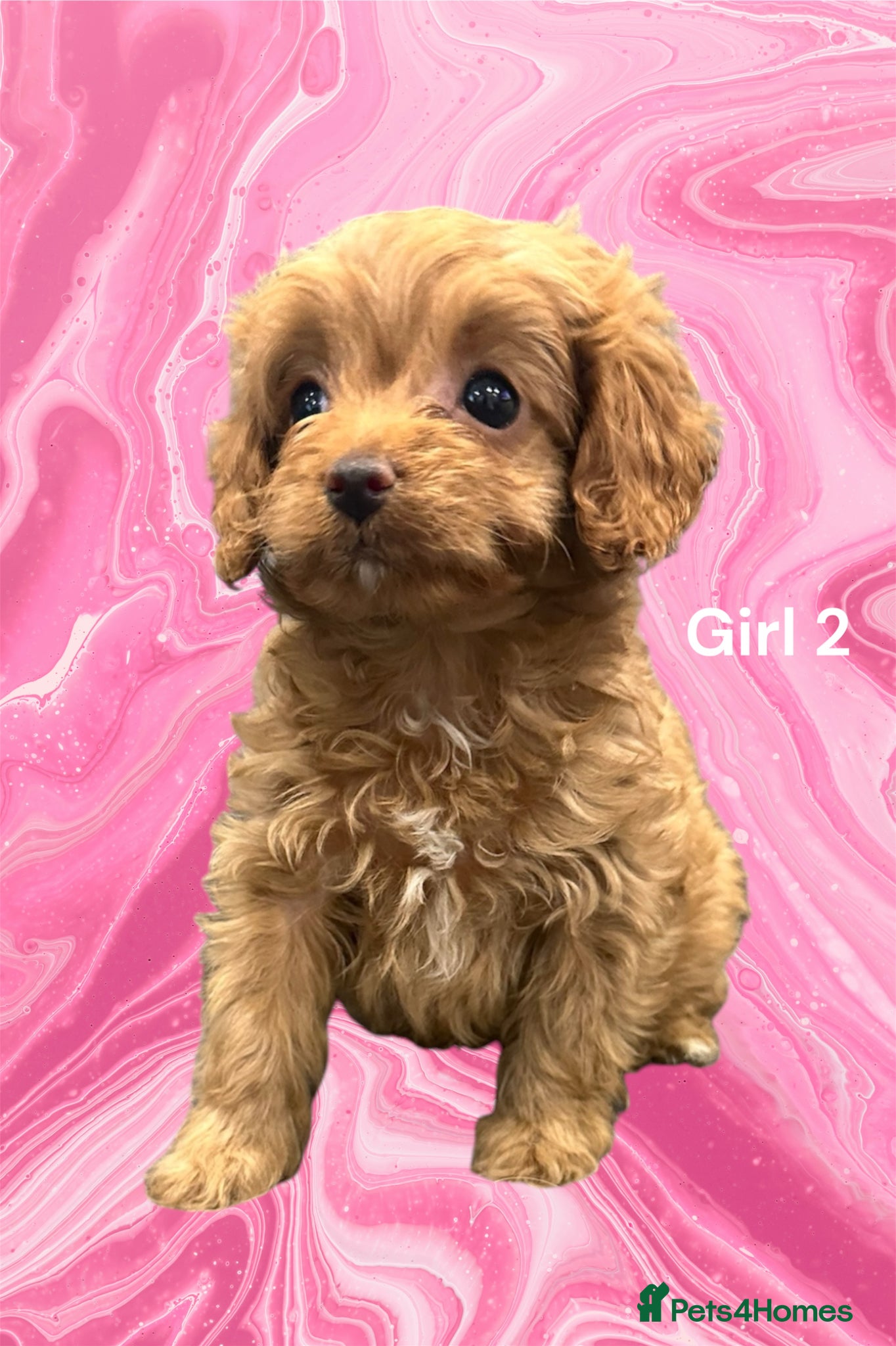 Cavapoo dogs ** TOY CAVAPOO PUPPIES DNA BVA/PRA CLEAR ** - Advert 1