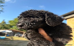 Labradoodle dogs for sale: F1B Labradoodles: available from Aug 2nd. in Uxbridge - Image 11
