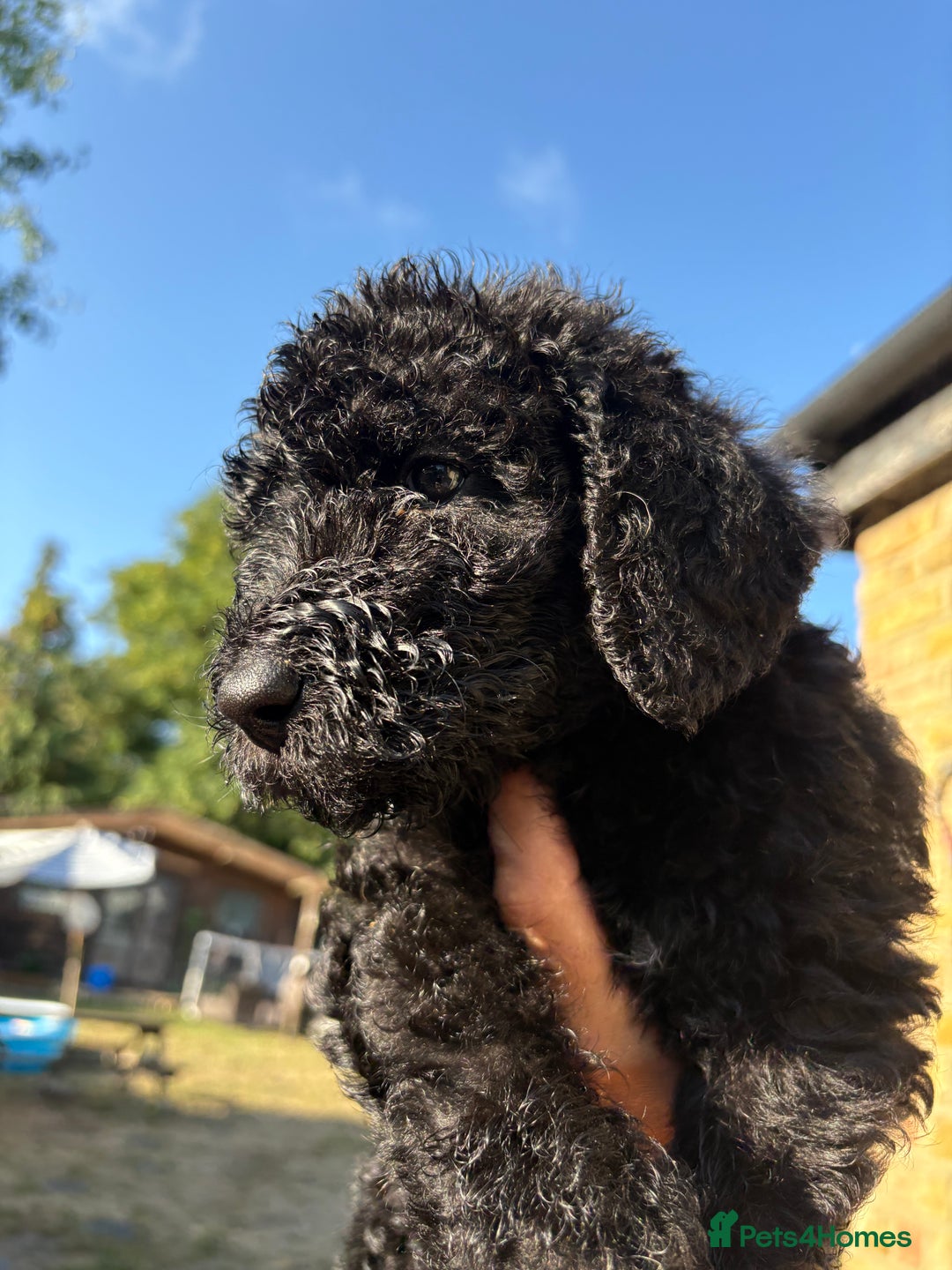 Labradoodle dogs for sale: F1B Labradoodles: available from Aug 2nd. in Uxbridge - Image 11