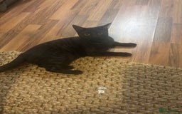 British Shorthair cats for sale: British Short hair - Advert 1