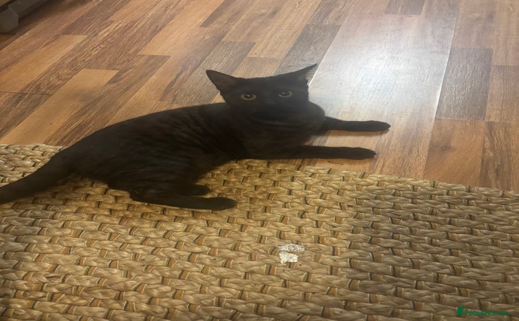 British Shorthair cats British Short hair - Advert 1