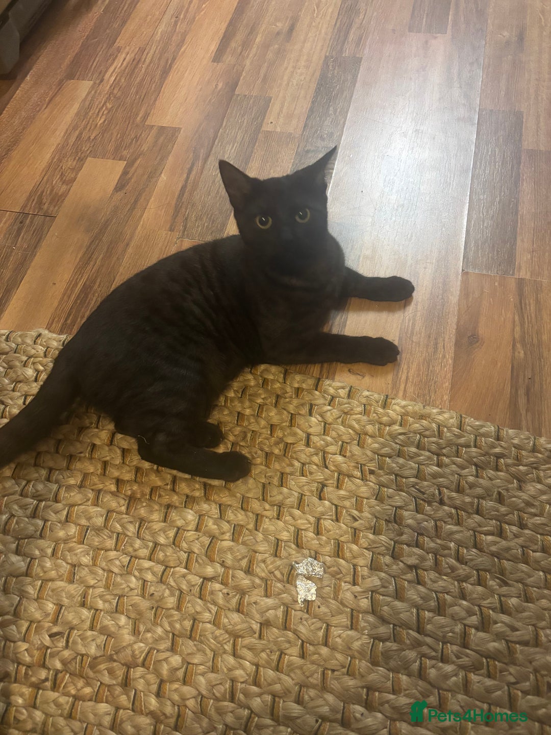 British Shorthair cats for sale: British Short hair - Advert 1