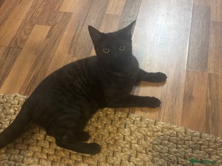 British Shorthair cats for sale: British Short hair - Advert 1